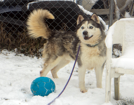 Chase, an adoptable Siberian Husky, Husky in Harvard, IL, 60033 | Photo Image 4