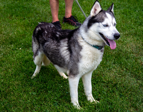Chase, an adoptable Siberian Husky, Husky in Harvard, IL, 60033 | Photo Image 5