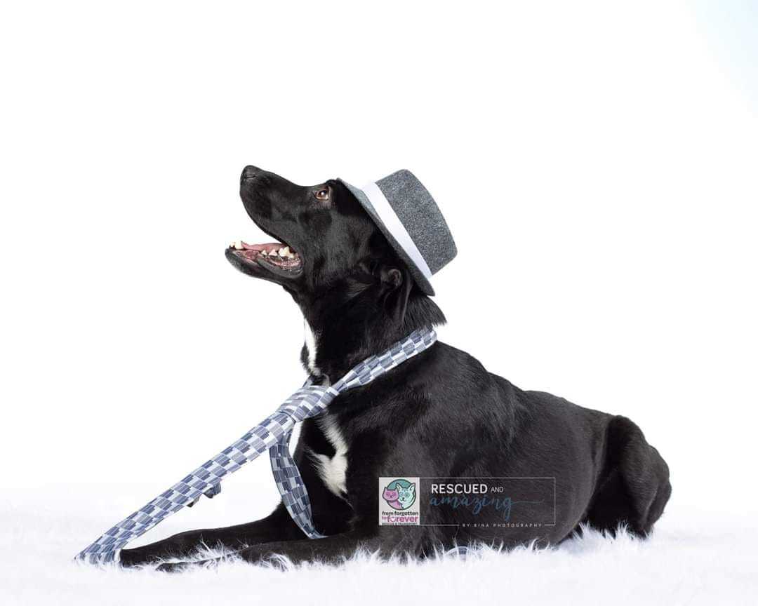 Oliver, an adoptable Black Labrador Retriever, Shepherd in Colorado Springs, CO, 80918 | Photo Image 2