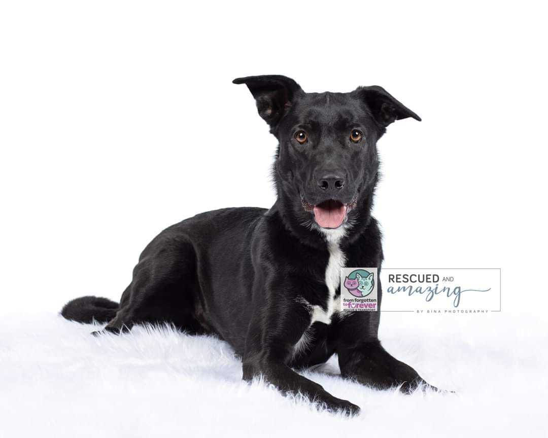 Oliver, an adoptable Black Labrador Retriever, Shepherd in Colorado Springs, CO, 80918 | Photo Image 5