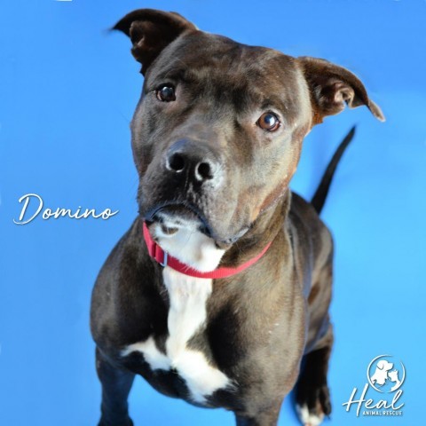 Domino, an adoptable Pit Bull Terrier in Youngwood, PA, 15697 | Photo Image 6