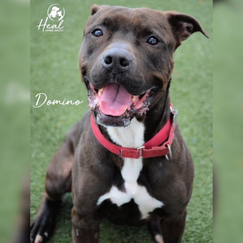 Domino, an adoptable Pit Bull Terrier in Youngwood, PA, 15697 | Photo Image 6