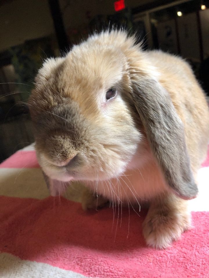 Prancer, an adopted Holland Lop in Winfield, IL_image-2