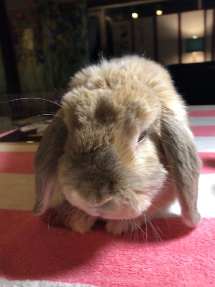 Prancer, an adopted Holland Lop in Winfield, IL_image-1