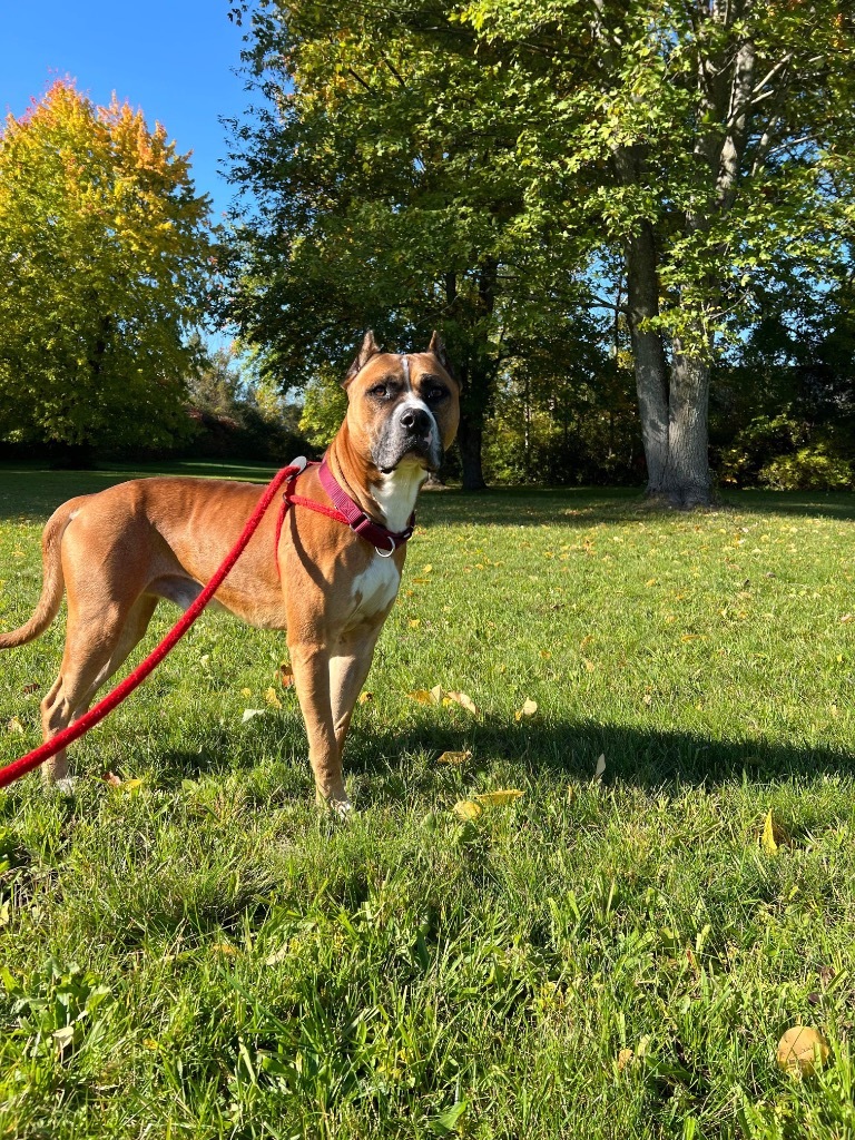 Buster, an adoptable Pit Bull Terrier, Boxer in Liverpool, NY, 13088 | Photo Image 4