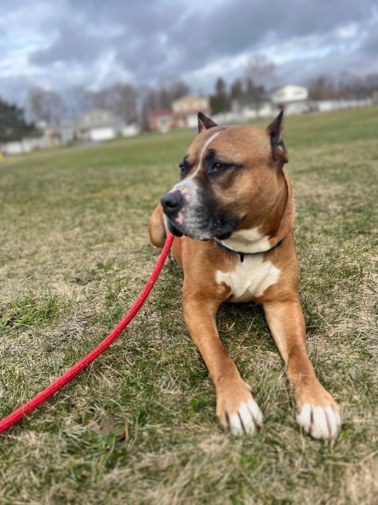 Buster, an adoptable Pit Bull Terrier, Boxer in Liverpool, NY, 13088 | Photo Image 6