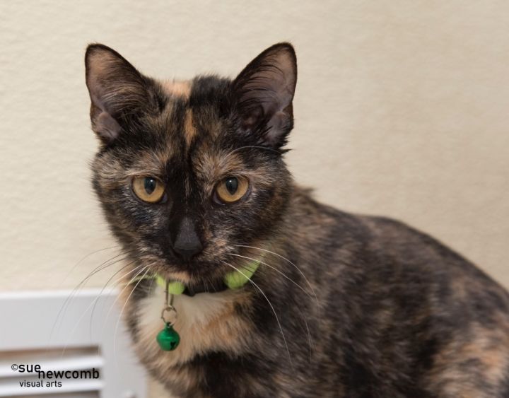 Butterscotch, an adoptable Domestic Short Hair in Shorewood, IL_image-1