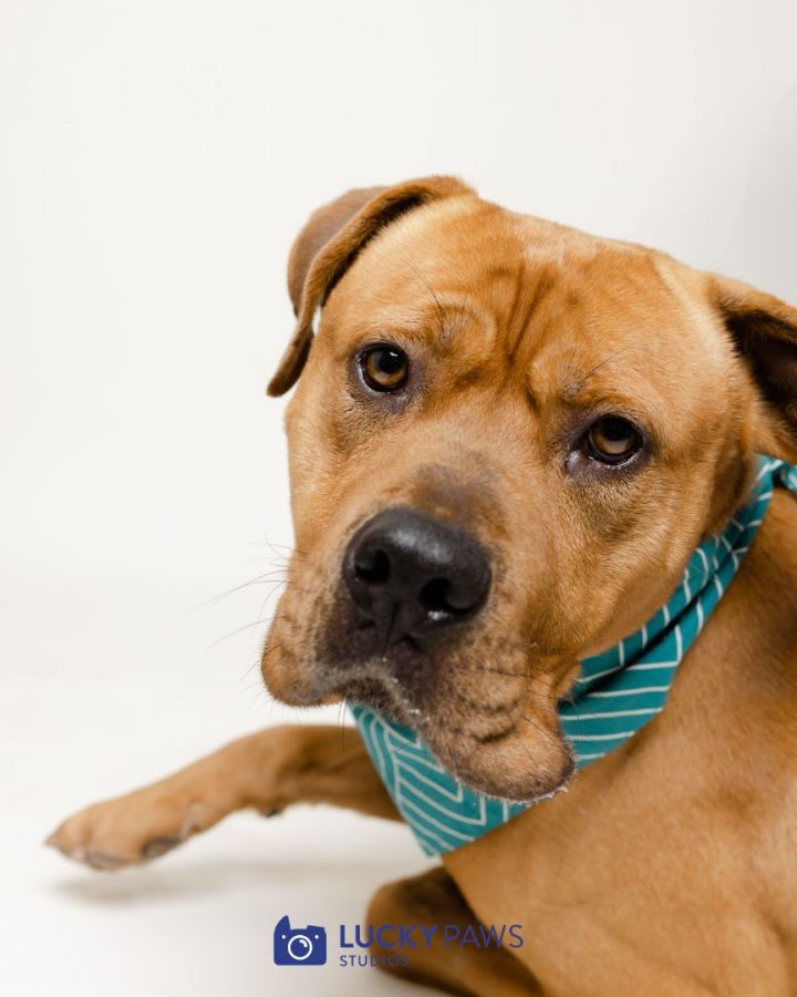 Jake From State Farm, an adoptable American Staffordshire Terrier Mix in The Dalles, OR_image-4