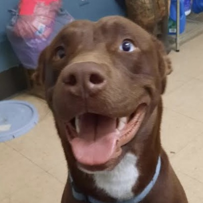 Spike 1968, an adoptable Labrador Retriever in Hinsdale, IL, 60521 | Photo Image 1