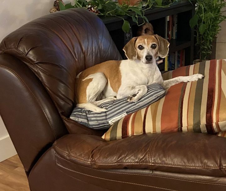 Bubbles, an adoptable Beagle Mix in Boise, ID_image-1