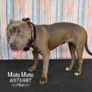 MOTO MOTO's profile on Petfinder.com