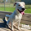 LUNA's profile on Petfinder.com