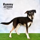 RUMMY's profile on Petfinder.com