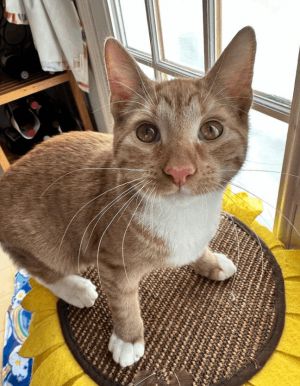 Fiddle, adoptable Cat, Kitten Male Domestic Short Hair Mix, .