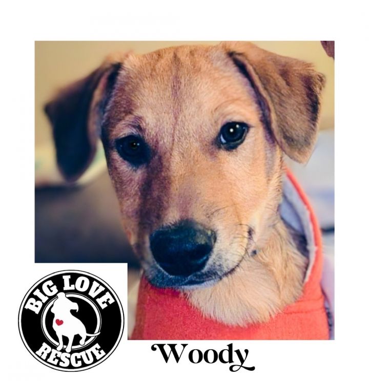 Woody, an adoptable Redbone Coonhound & Rhodesian Ridgeback Mix in Cypress, TX_image-1
