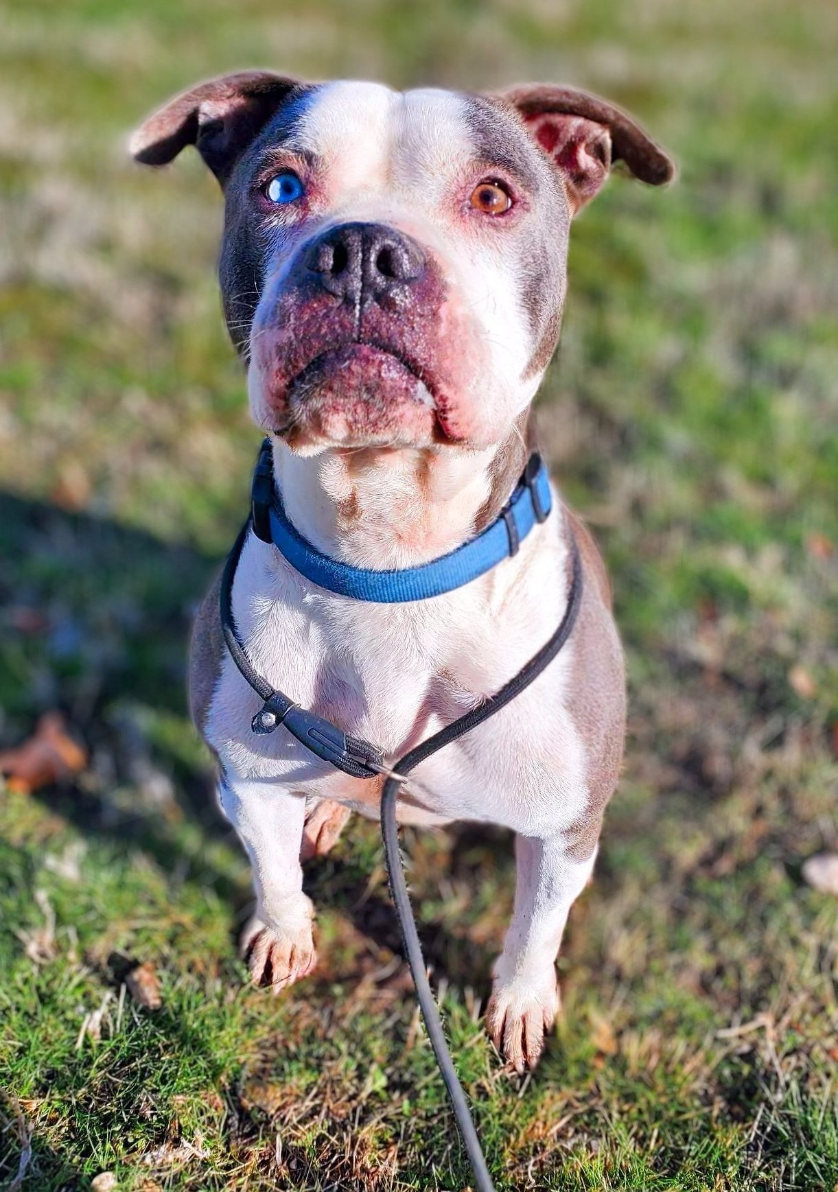 Samson, an adoptable Boxer, Pit Bull Terrier in Yreka, CA, 96097 | Photo Image 1