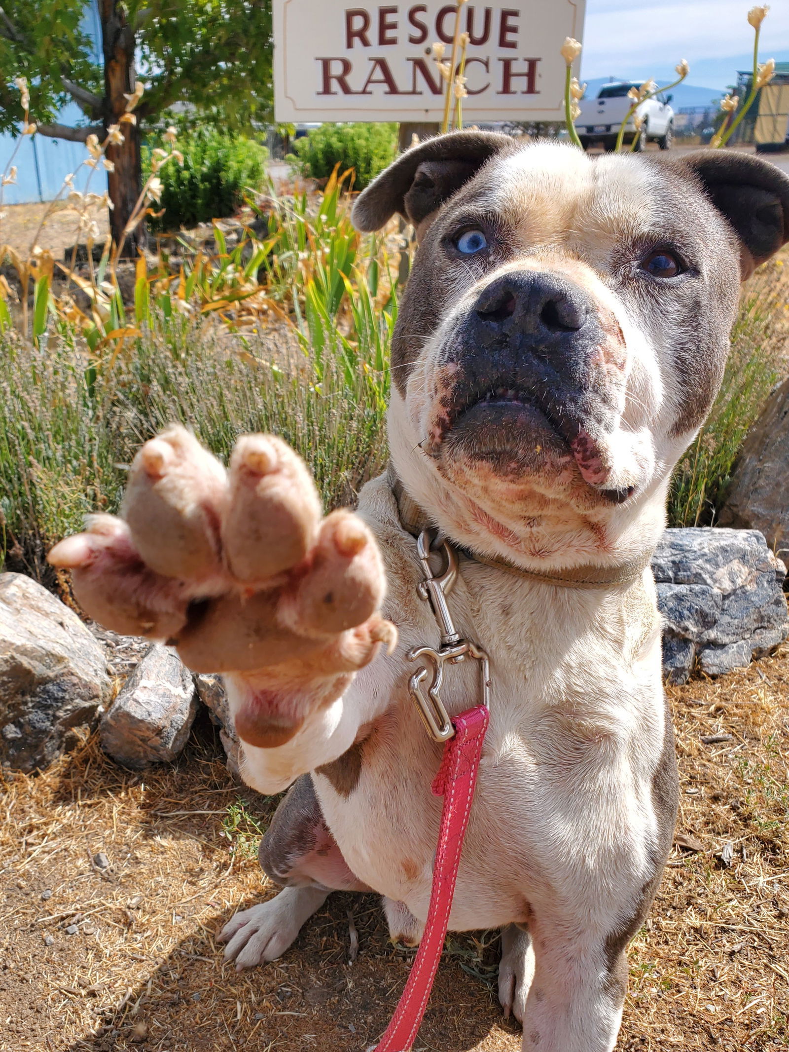 Samson, an adoptable Boxer, Pit Bull Terrier in Yreka, CA, 96097 | Photo Image 1