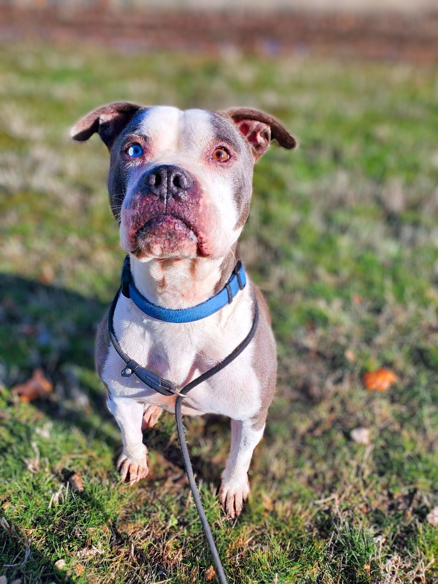 Samson, an adoptable Boxer, Pit Bull Terrier in Yreka, CA, 96097 | Photo Image 2