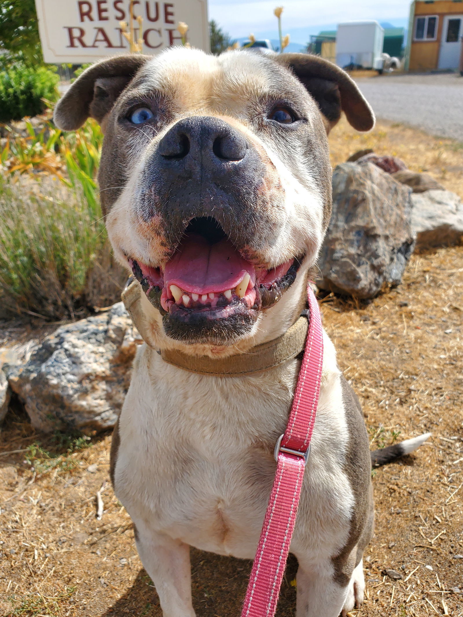 Samson, an adoptable Boxer, Pit Bull Terrier in Yreka, CA, 96097 | Photo Image 2