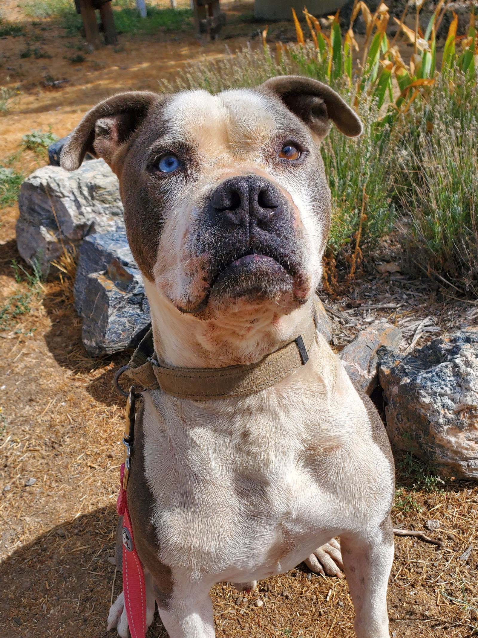 Samson, an adoptable Boxer, Pit Bull Terrier in Yreka, CA, 96097 | Photo Image 3