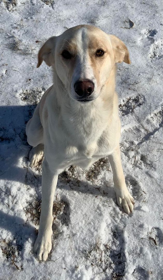 Merry Luna, an adoptable Labrador Retriever & Collie Mix in Rushville, IL_image-2