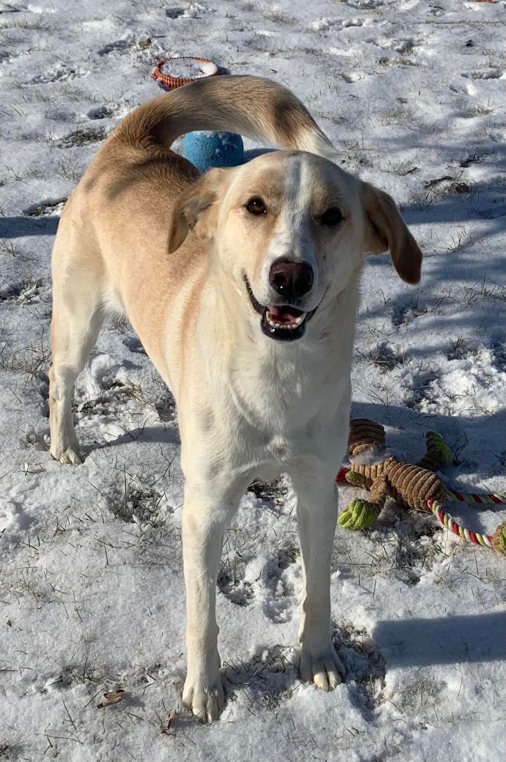 Merry Luna, an adoptable Labrador Retriever & Collie Mix in Rushville, IL_image-3