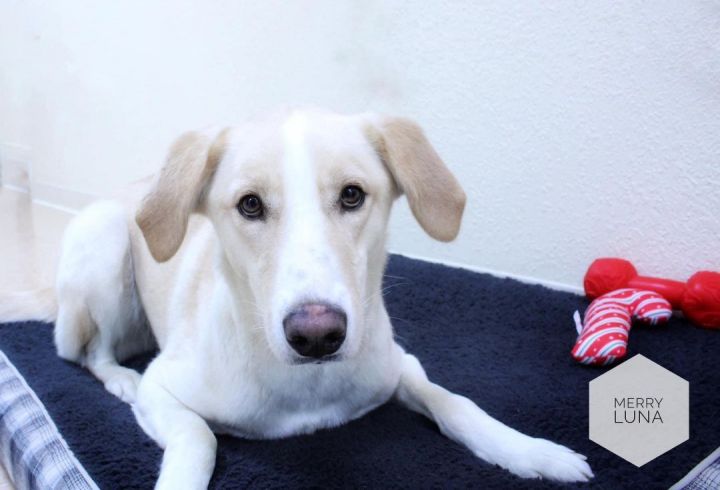 Merry Luna, an adoptable Labrador Retriever & Collie Mix in Rushville, IL_image-1