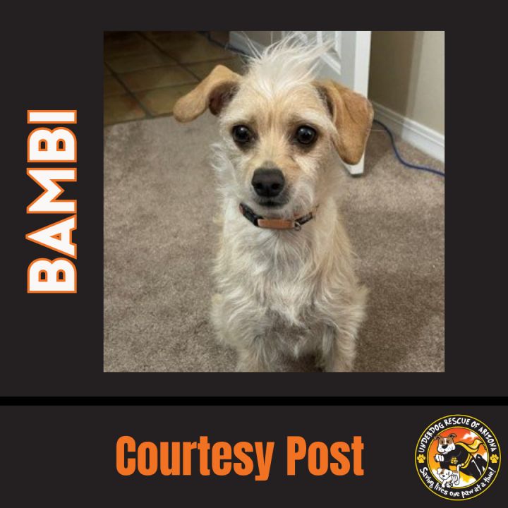 Dog for adoption - BAMBI #2, a Cairn Terrier & Chihuahua Mix in Chandler,  AZ | Petfinder