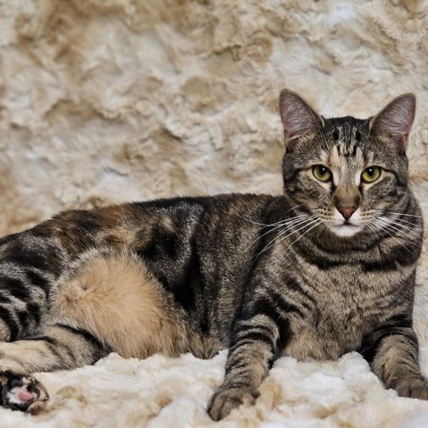 Katie Ladecky, an adoptable Domestic Short Hair, Bengal in Port Richey, FL, 34668 | Photo Image 1