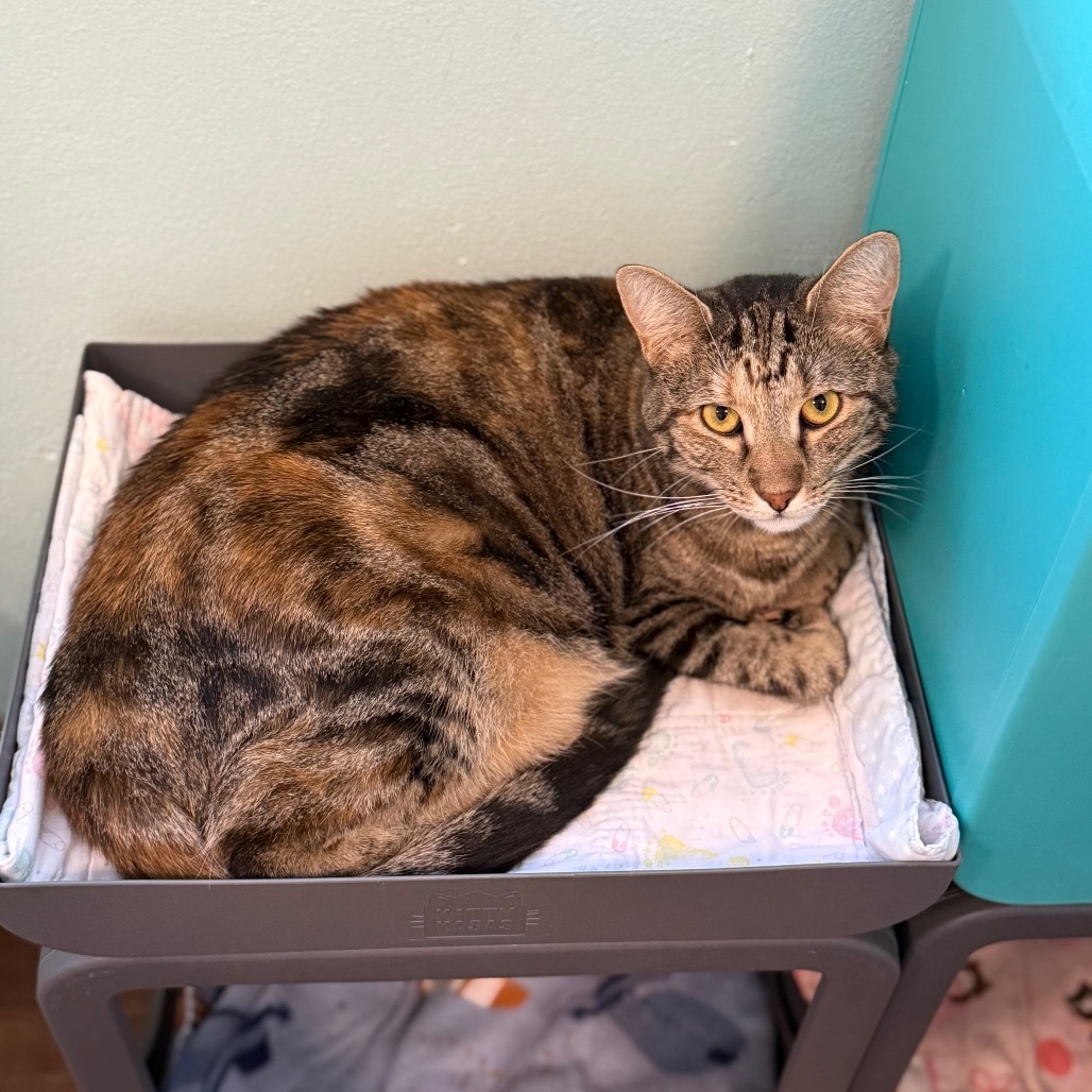 Katie Ladecky, an adoptable Domestic Short Hair, Bengal in Port Richey, FL, 34668 | Photo Image 1