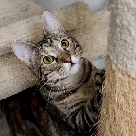 Katie Ladecky, an adoptable Domestic Short Hair, Bengal in Port Richey, FL, 34668 | Photo Image 2