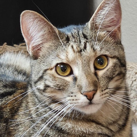 Katie Ladecky, an adoptable Domestic Short Hair, Bengal in Port Richey, FL, 34668 | Photo Image 2