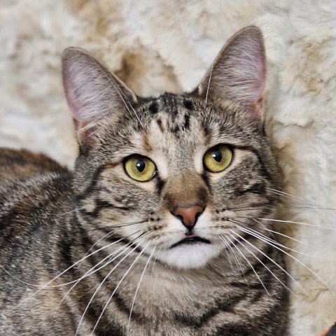 Katie Ladecky, an adoptable Domestic Short Hair, Bengal in Port Richey, FL, 34668 | Photo Image 3