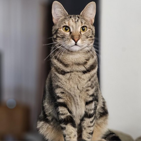 Katie Ladecky, an adoptable Domestic Short Hair, Bengal in Port Richey, FL, 34668 | Photo Image 3