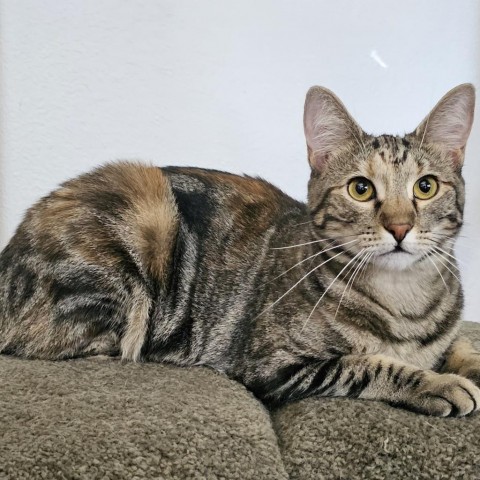 Katie Ladecky, an adoptable Domestic Short Hair, Bengal in Port Richey, FL, 34668 | Photo Image 4
