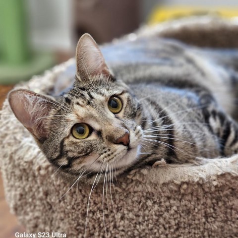 Katie Ladecky, an adoptable Domestic Short Hair, Bengal in Port Richey, FL, 34668 | Photo Image 4