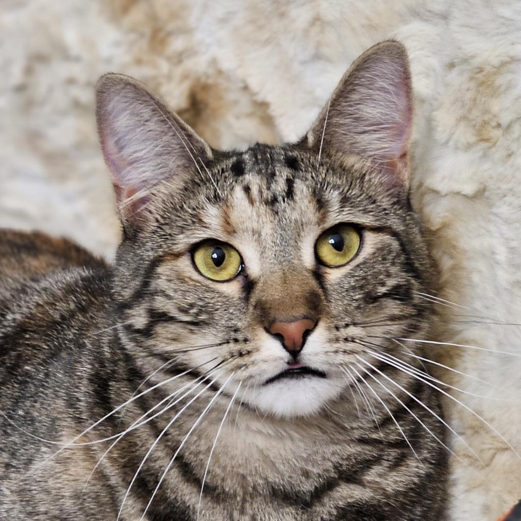 Katie Ladecky, an adoptable Domestic Short Hair, Bengal in Port Richey, FL, 34668 | Photo Image 4