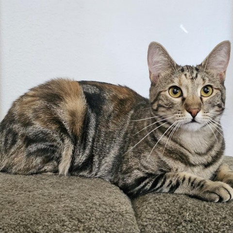 Katie Ladecky, an adoptable Domestic Short Hair, Bengal in Port Richey, FL, 34668 | Photo Image 5