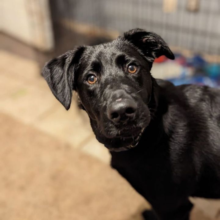 Alfie, an adopted Black Labrador Retriever Mix in Oklahoma City, OK_image-2