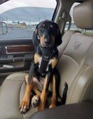 Huxley, an adoptable Hound, German Shepherd Dog in Kellogg, ID, 83837 | Photo Image 2