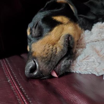 Huxley, an adoptable Hound, German Shepherd Dog in Kellogg, ID, 83837 | Photo Image 3
