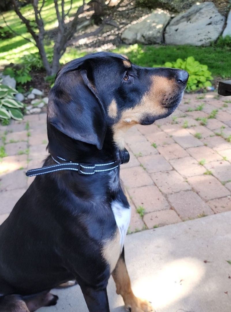 Huxley, an adoptable Hound, German Shepherd Dog in Kellogg, ID, 83837 | Photo Image 1
