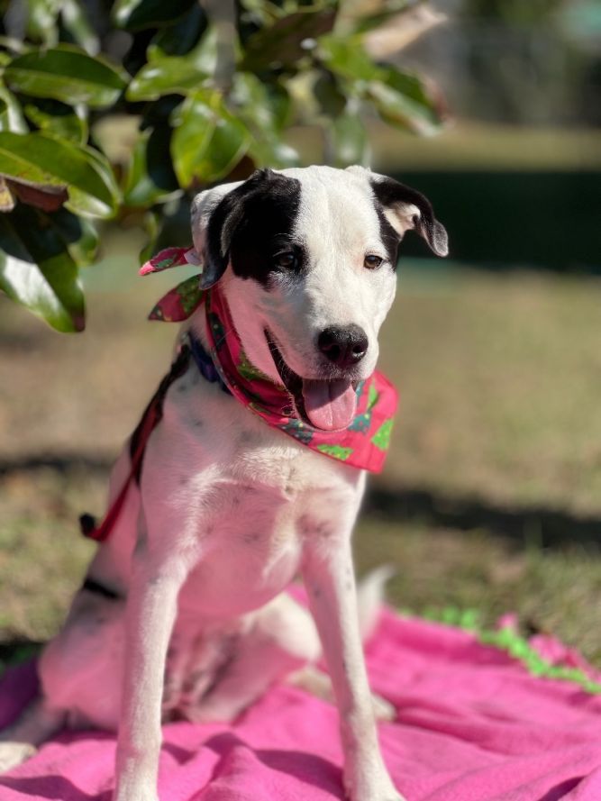 Dog for adoption - Petunia , a Great Pyrenees & Treeing Walker