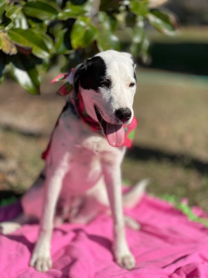 Dog for adoption - Petunia , a Great Pyrenees & Treeing Walker