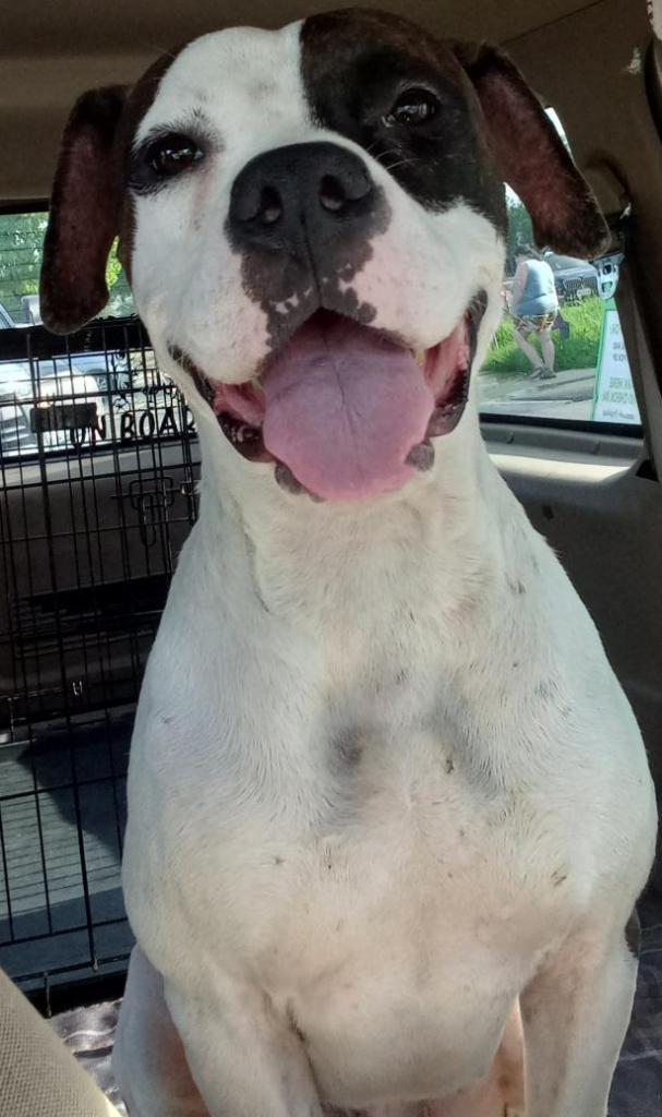 Tango, an adoptable American Staffordshire Terrier, Boxer in San Antonio, TX, 78251 | Photo Image 1