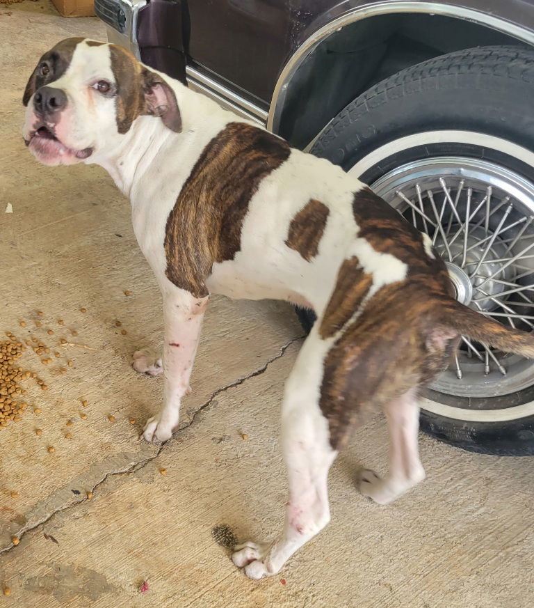 Tango, an adoptable American Staffordshire Terrier, Boxer in San Antonio, TX, 78251 | Photo Image 3