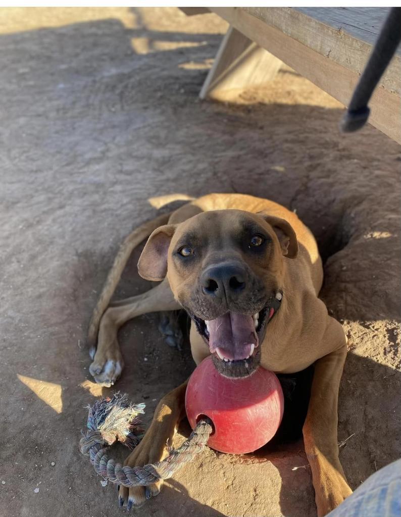 Lange, an adoptable Boxer in Big Spring, TX, 79720 | Photo Image 1