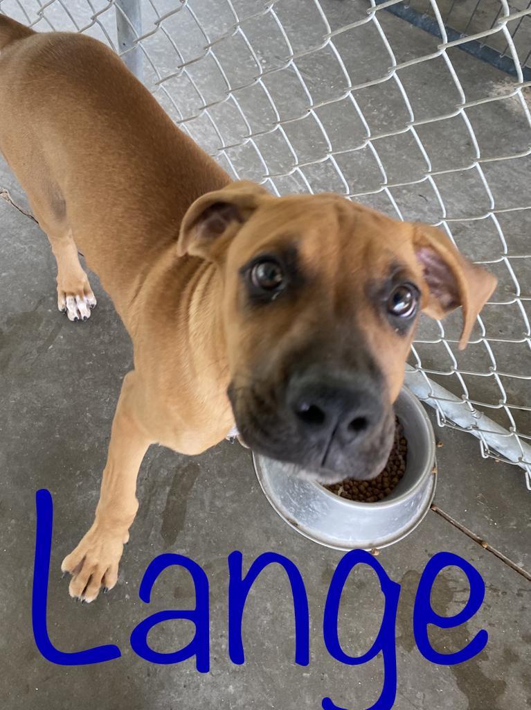 Lange, an adoptable Boxer in Big Spring, TX, 79720 | Photo Image 2