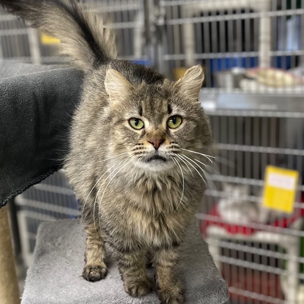 BLESSING, an adoptable Domestic Medium Hair in Battle Creek, MI, 49017 | Photo Image 1