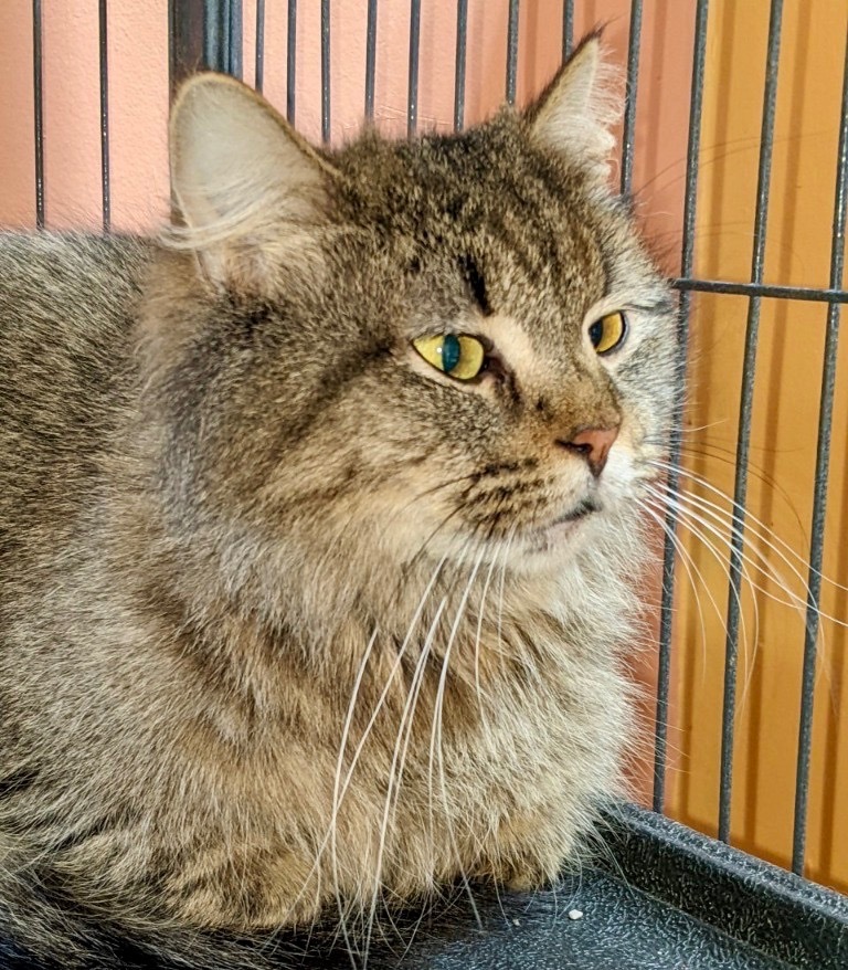 BLESSING, an adoptable Domestic Medium Hair in Battle Creek, MI, 49017 | Photo Image 2